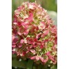 Гортензія волотиста `Графіті` | Hydrangea paniculata `Graffiti` | Гортензия метельчатая `Граффити`
